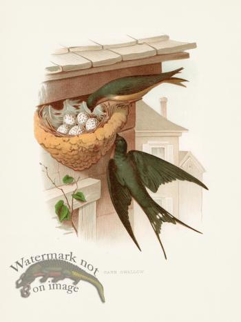 Thomas Gentry Bird 39